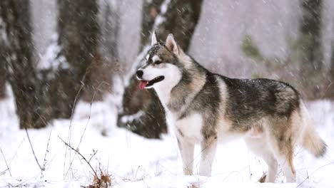 young siberian husky dog running outdoor in winter snowy forest