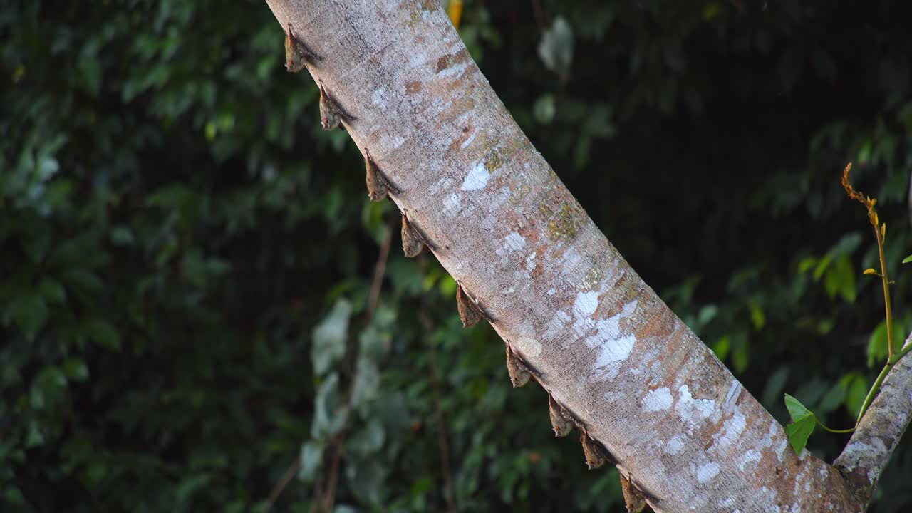 Hanging under a branch, disk-winged bats shelter in Peru’s Amazon rainforest during the day.