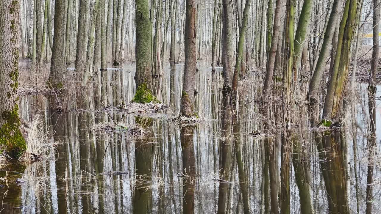숲에서 봄이 시작되고, 나무와 관목이 물에 서 있습니다, 은 날, 빛의 패치와 물에 반사, 나무 줄기는 웅이에 반사됩니다, 하천이 흐르고, 눈을 숨니다.