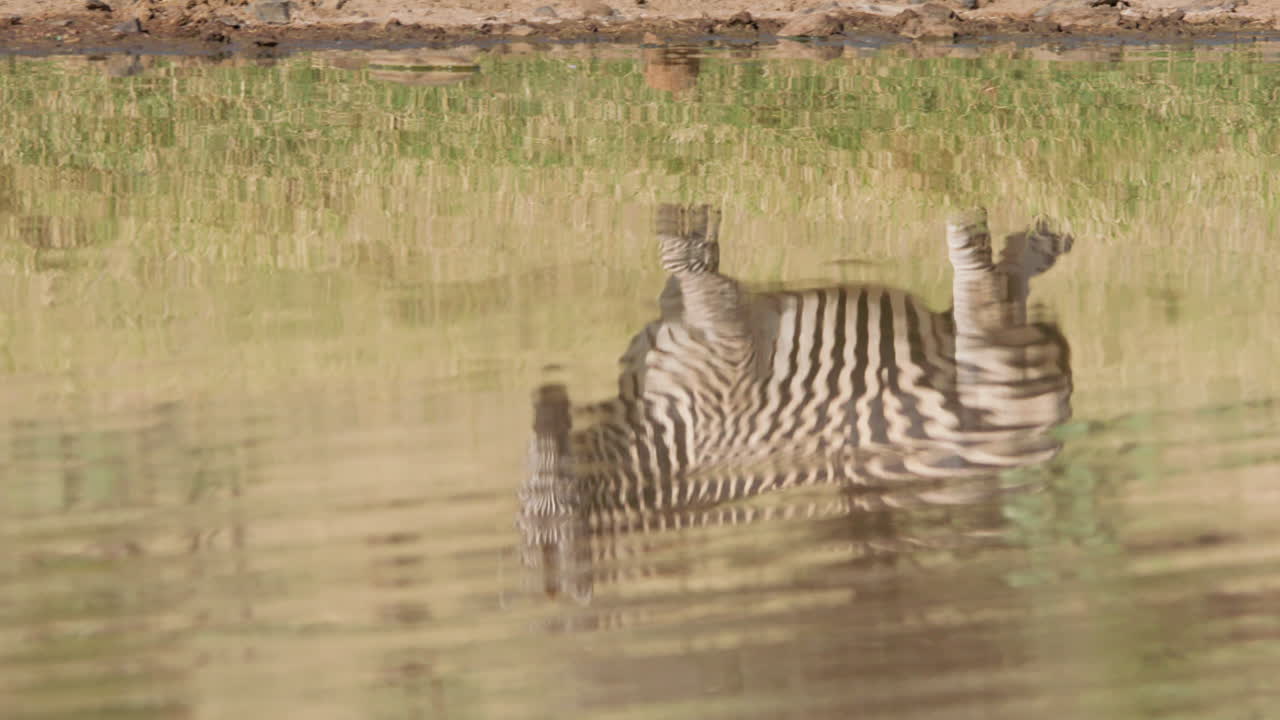 Zebra's reflection on the water surface