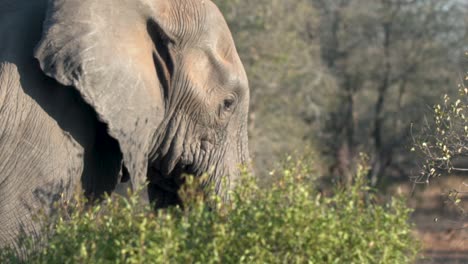 Tiro-De-Seguimiento-En-Cámara-Lenta-De-Elefante-Caminando