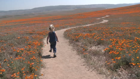 Hintere-Sicht-Des-Kindes,-Das-Durch-Die-Kalifornischen-Mohnblumen-In-Voller-Blüte-Im-Antilopental-Mohn-Konserviert-Kalifornien-Läuft