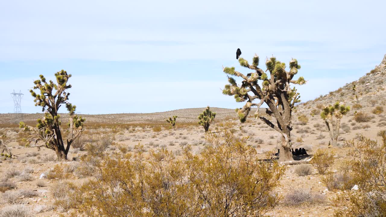 los pájaros vuelan al árbol de joshua cerca del arbusto árido en la tierra del desierto y el cielo azul