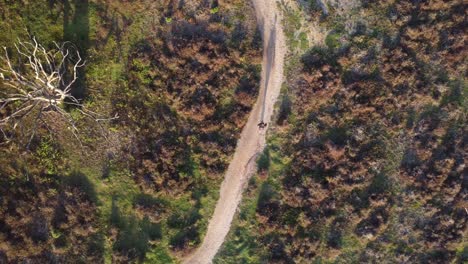 drone shot of a person walking on a path in the middle of the forest.
