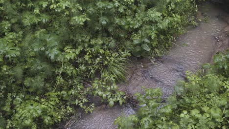 forest stream in springtime