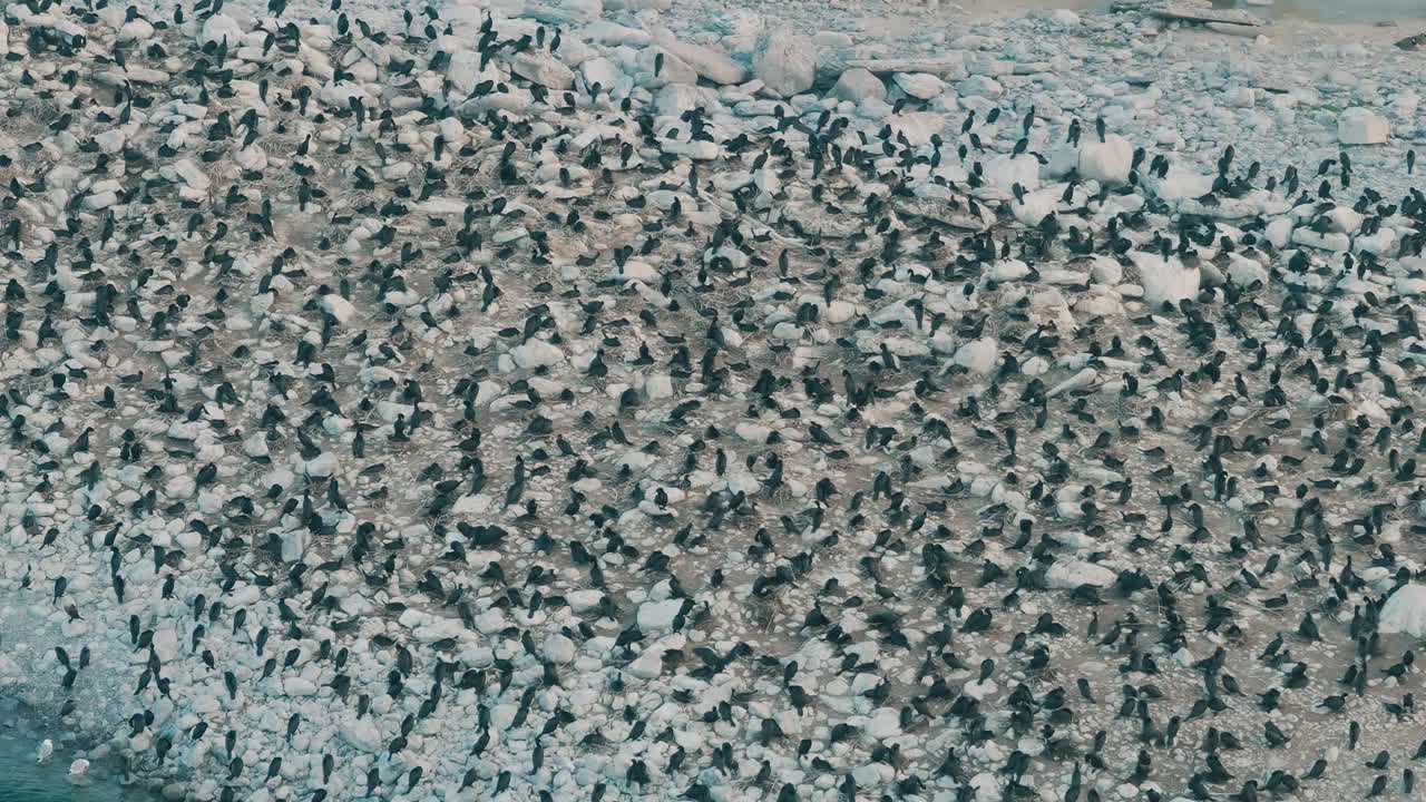 Large flock of Ontario Cormorants gathered on a rocky Canadian shoreline