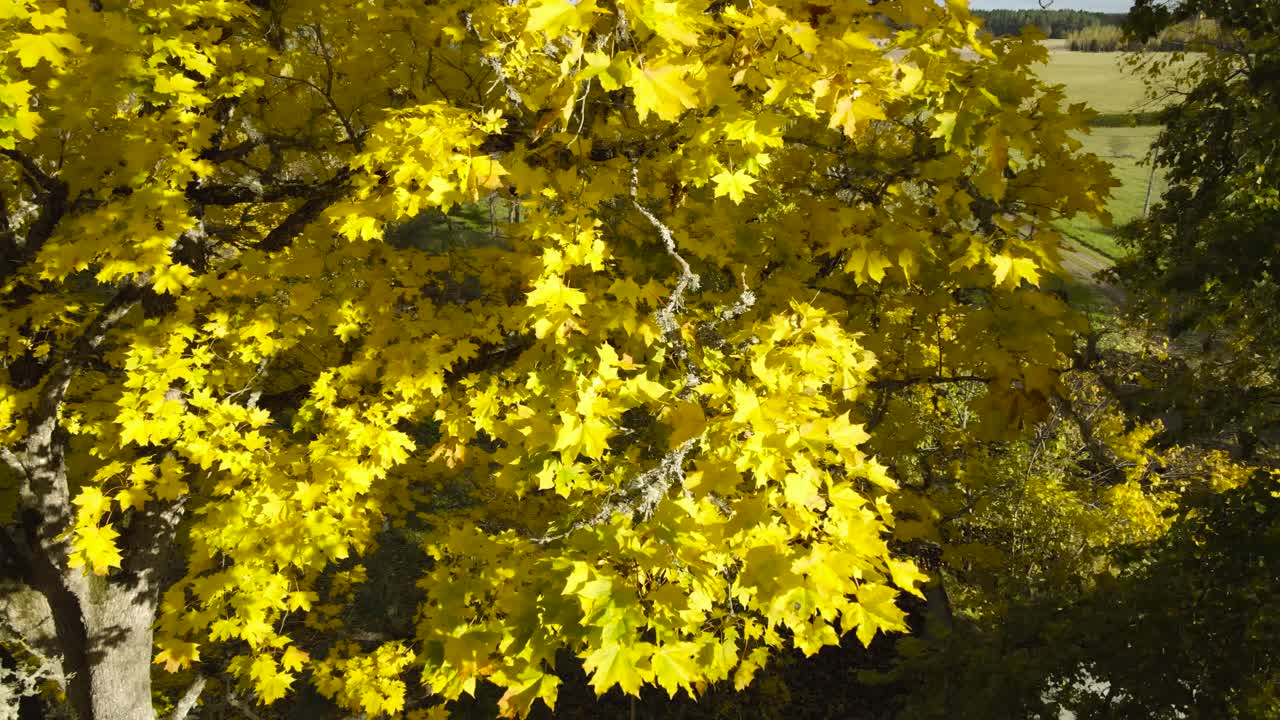 Aerial drone video of gorgeous golden yellow autumn time maple tree leaves blowing in the wind on a large thick tree during a sunny day and a green farm field is visible in the background. Countryside