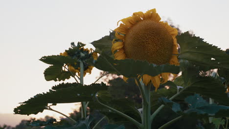 Slow-motion-static-close-up-of-large-sunflowers-in-a-home-garden