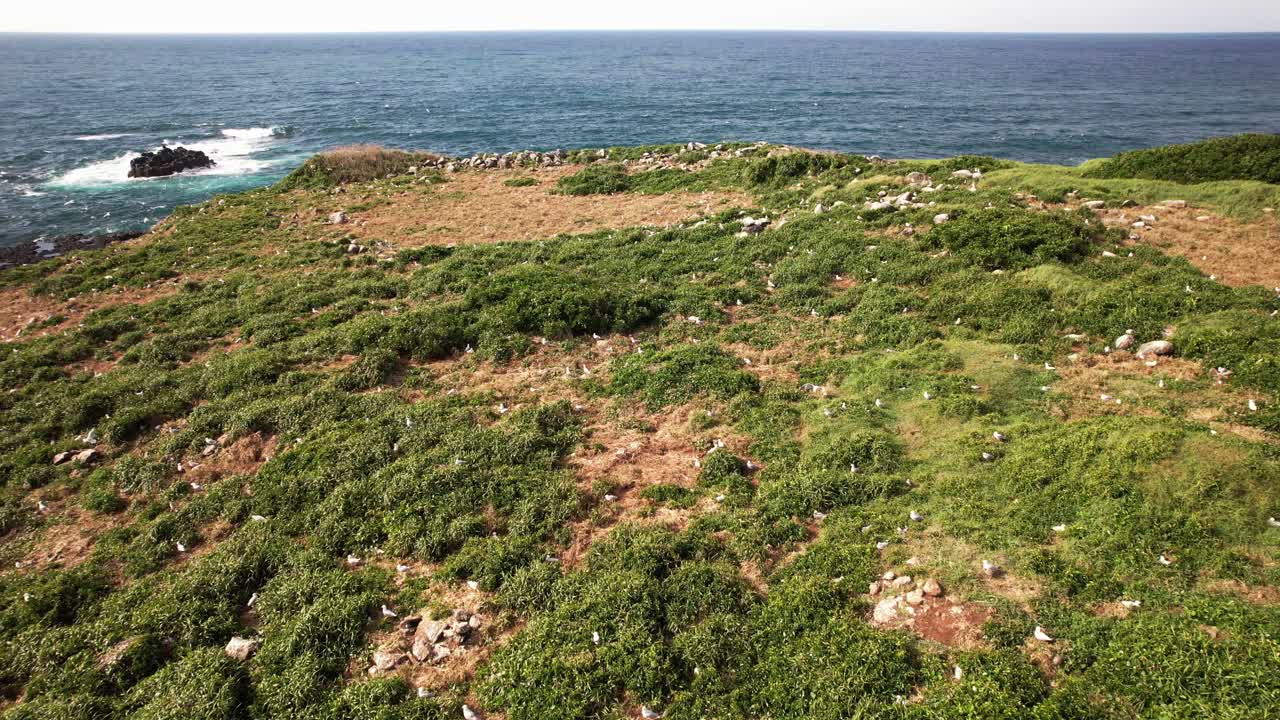 Flock Of Birds At Cook Island In NSW, Australia - Drone Shot