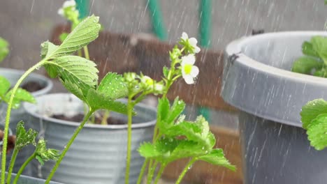 Sprühen-Von-Wasser-Auf-Neu-Gepflanzte-Erdbeerpflanzen-Und--blumen---Schöner-Sonniger-Tag,-Zeitlupen-Makro-Nahaufnahme