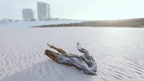 piece-of-an-old-root-is-lying-in-the-sand-of-the-beach