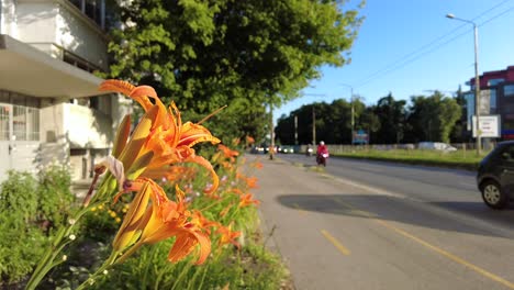 orange flowers on the roadside