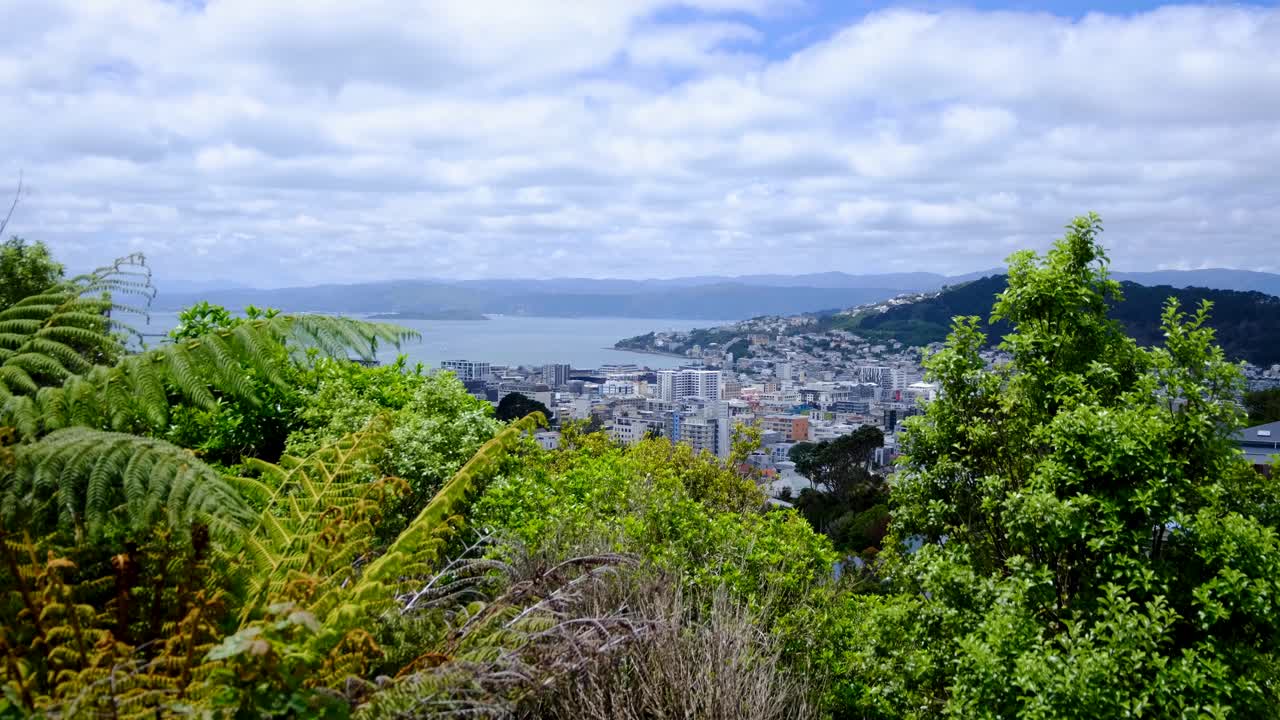 Glimpse capital city of Wellington, New Zealand Aotearoa through forest trees with views of harbour water
