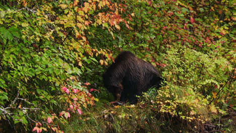 grizzly bear eating salmon on grassy riverbank, great bear rainforest, british columbia