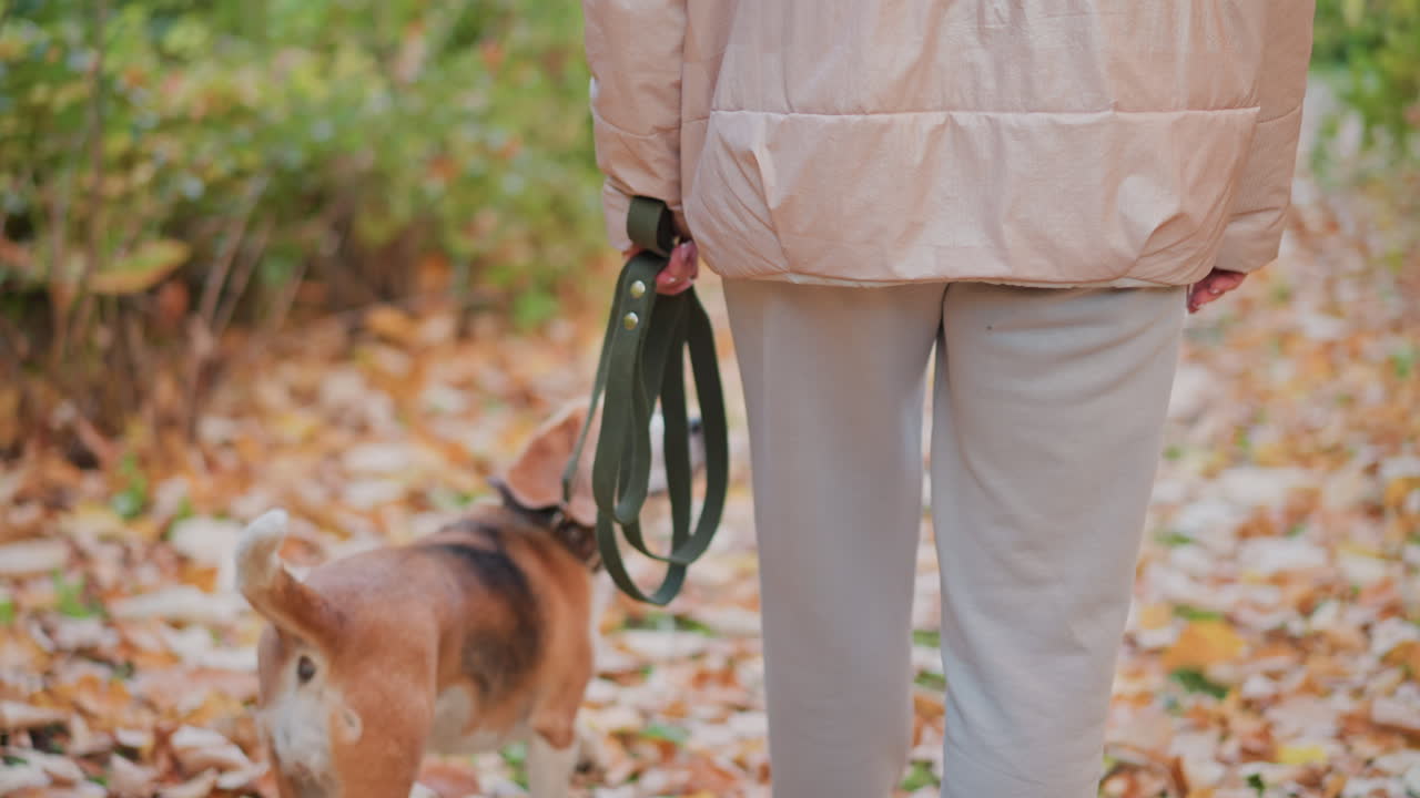 dog walking beside owner on carpet of autumn leaves, canine glances back at owner legs in casual sneakers, green leash draped loosely, warm woodland hues framing gentle bond