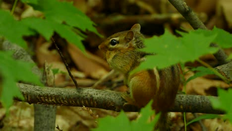 chipmunk sitting peacefully on a branch in a shady wooded area