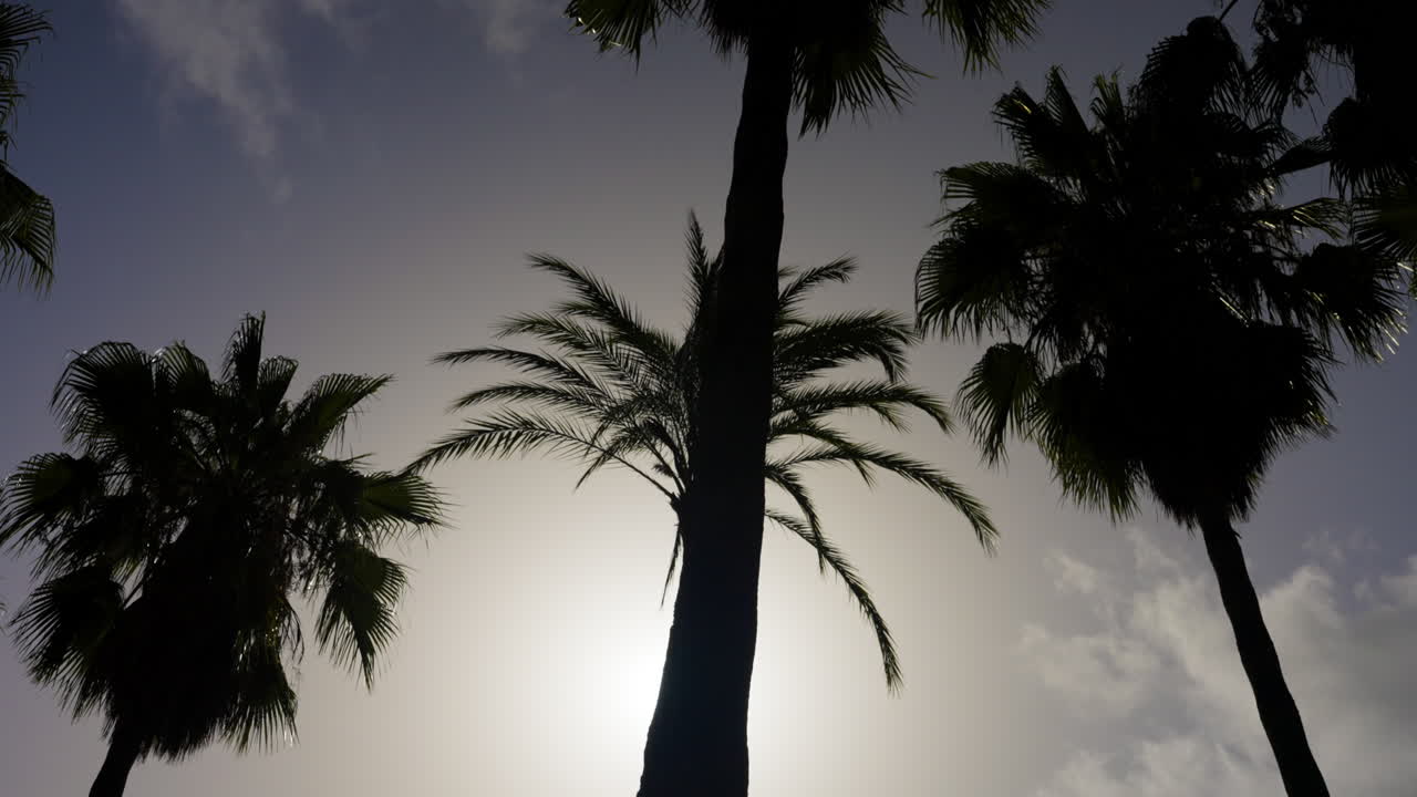 Palm Trees Silhouettes Against a Sky with Sun