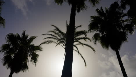 palm trees silhouettes against a sky with sun