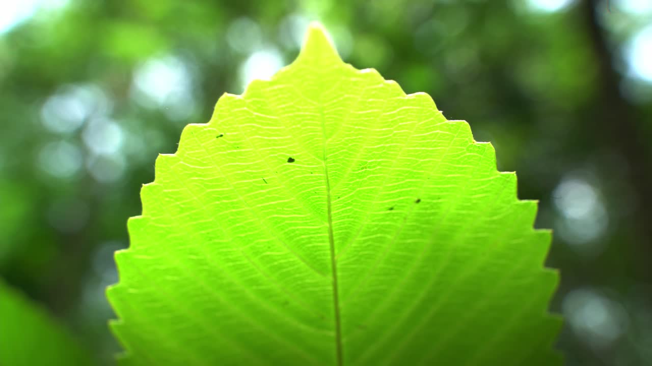 알 수 없는 나무 의 잎 의 가까운 사진