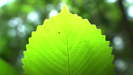 Close-up-picture-of-leaf-in-unknown-tree