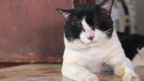 oude zwart-witte kat die een dutje doet en zijn oren beweegt terwijl hij alert is terwijl hij op de grond bij het huis ligt