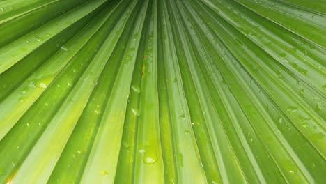 abstract of green leaves texture with raindrops background