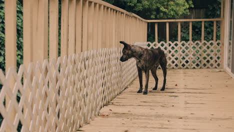 curioso perro callejero explora la cubierta oxidada, mete la nariz en la valla, huele el entorno