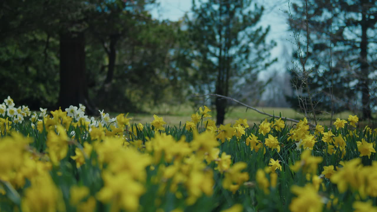 Wide Shot of White and Yellow Daffodils Gently Swaying in the Wind
