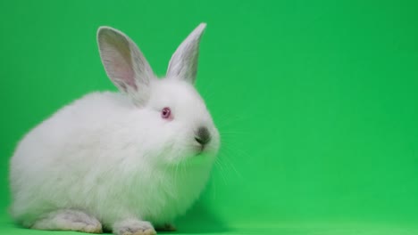 cute white rabbit on green screen