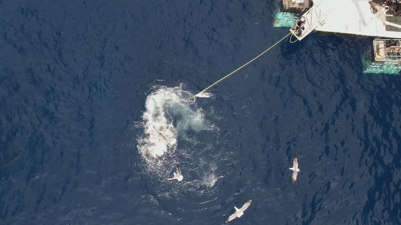 공중, 백상어의 드론 샷, 카카로돈 카차리아, 속도 향상, 멕시코 과달루페 섬에서 미끼를 잡으려고 시도하며 큰 인기를 얻습니다.