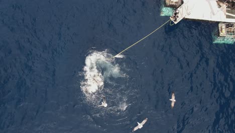 aerial, drone shot of great white shark, carcharodon carcharias, speeds up, trying to catch a piece of bait at guadalupe island, mexico and making a big splash