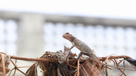 close-up of oriental garden lizard camouflaged in the environment