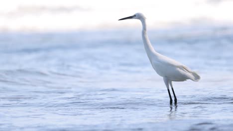 egret wading and hunting in ocean waves