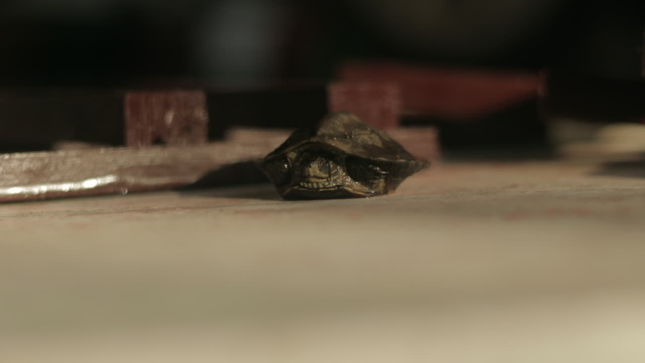 una tortuga joven cerrando y abriendo sus pequeños ojos