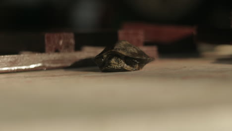 a young tortoise closing and opening its small eyes