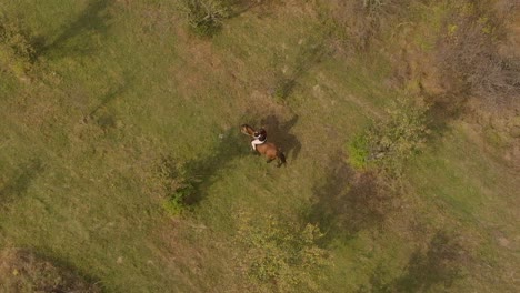 aerial tracking drone shot of girl ride horse