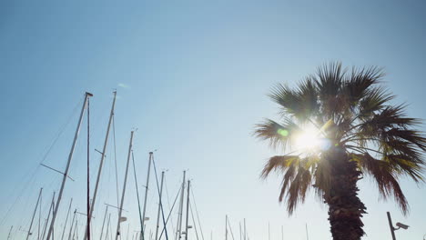 sun shines through leaves of a palm tree while camera panning towards masts of multiple boats