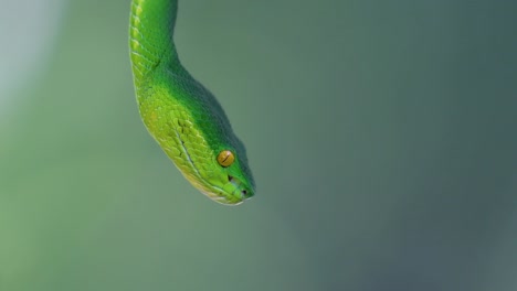 the white-lipped pit viper is a venomous pit viper endemic to southeast asia and is often found during the night waiting on a branch or limb of a tree near a body of water with plenty of food items