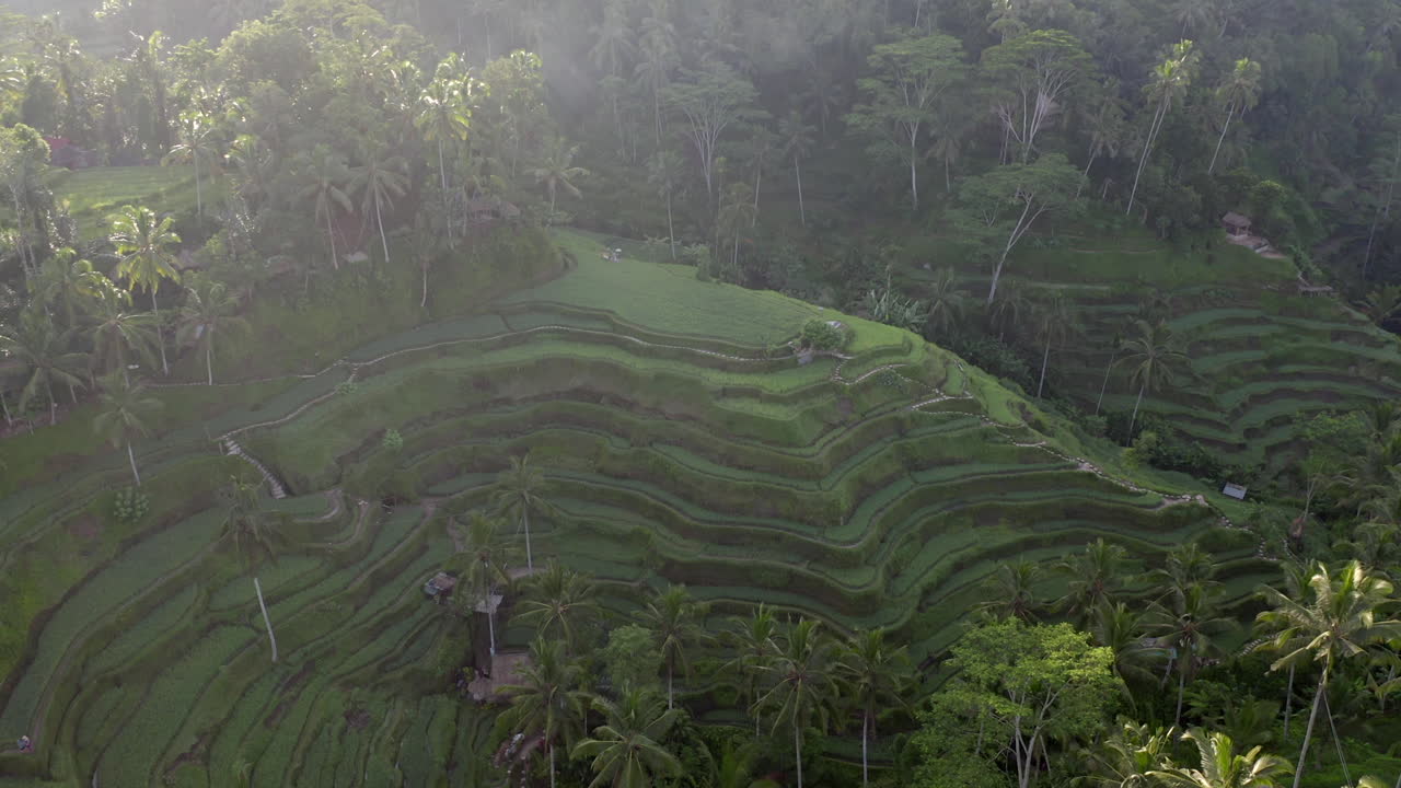 vista aérea de texturas de campos de arroz verde en un país tropical con luz suave
