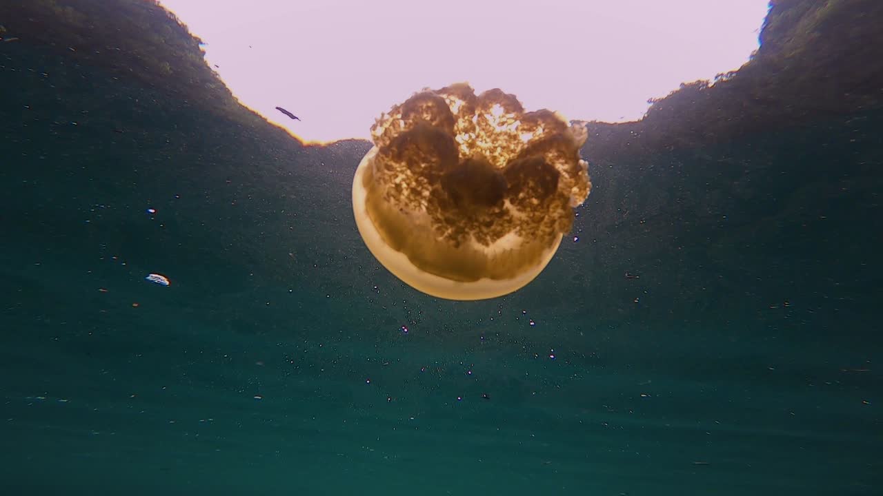 medusa naranja filmada desde abajo con el sol iluminándola