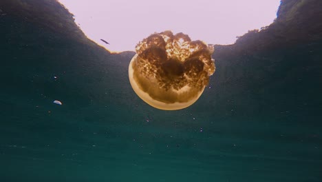 orange jellyfish filmed from below with the sun lighting it up