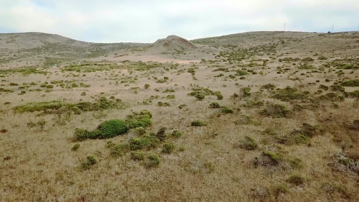 Auto che passano sul campo di Bodega Bay