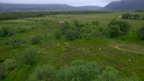 Luftüberflug-Einer-Kleinen-Elchherde,-Die-Im-Sommer-In-Nordnorwegen-Durch-Einen-Kleinen-Baumbestand-In-Der-Nähe-Eines-Bauernhofs-Läuft