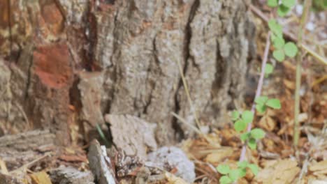 Tilt-revealing-close-up-footage-of-worn-tree-log,-isolated-close-up-from-ground-to-the-top-120fps