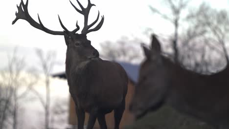 majestuoso ciervo con grandes astas y gama se miran - slomo