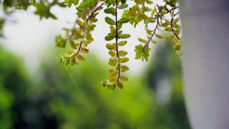 Vertical-close-up-footage-of-small-green-leaves-swaying-in-the-wind-in-the-rain-in-slow-motion,-blurred-green-tree-background