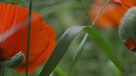 las flores rojas de amapola oriental se mueven en el viento