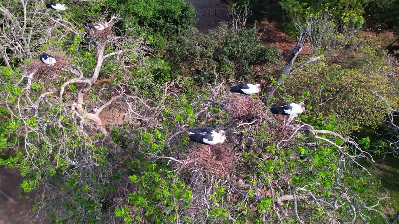 Black-necked Stilts shorebirds, with long rose-pink legs, black bill, and elegant black-and-white plumage