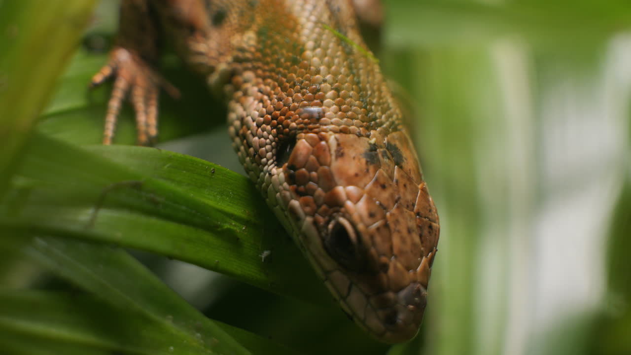 маленькая рептилия-ящерица на листьях в 4k макро