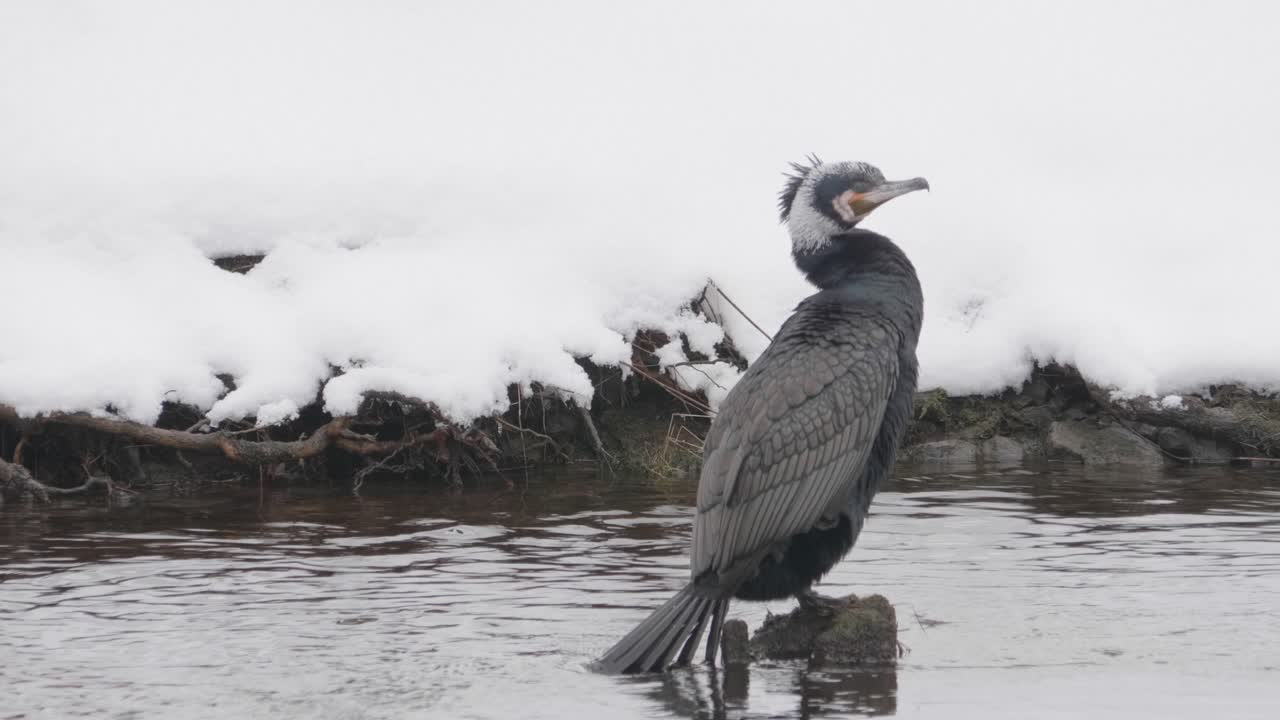 Frozen serenity: a cormorant's at winter landscape